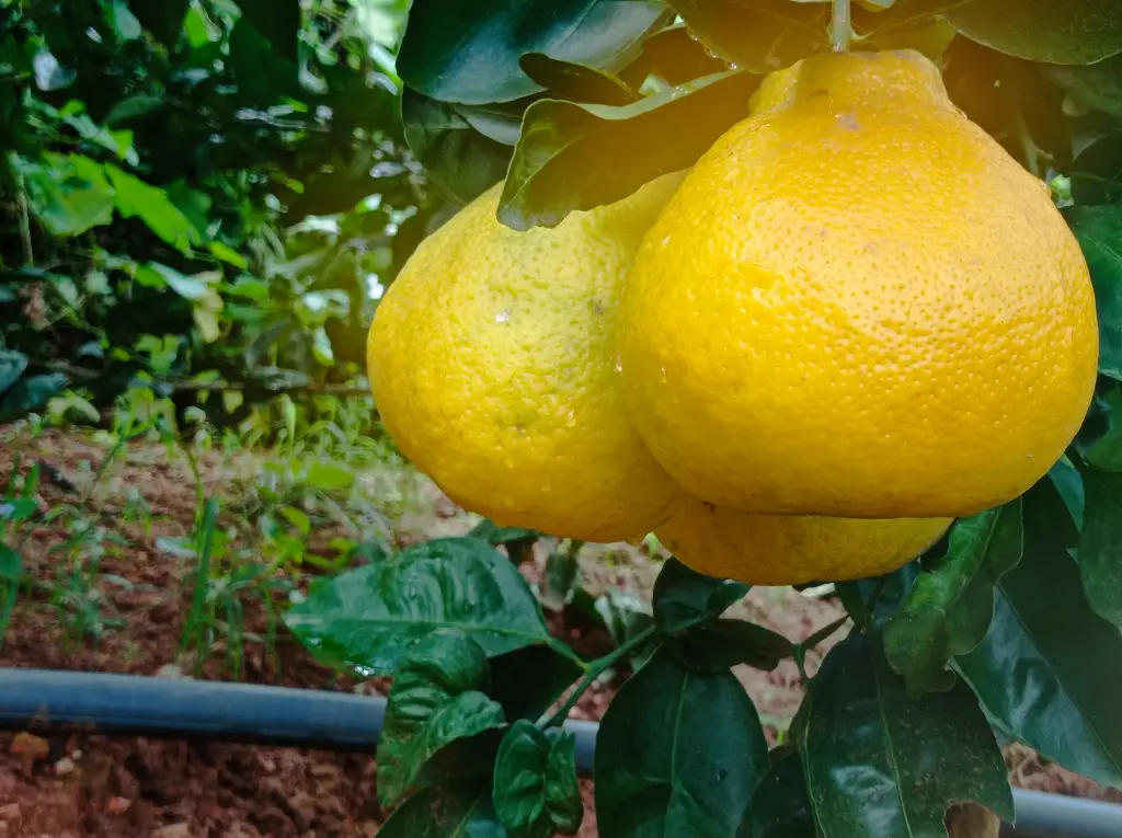Minneola Oranges